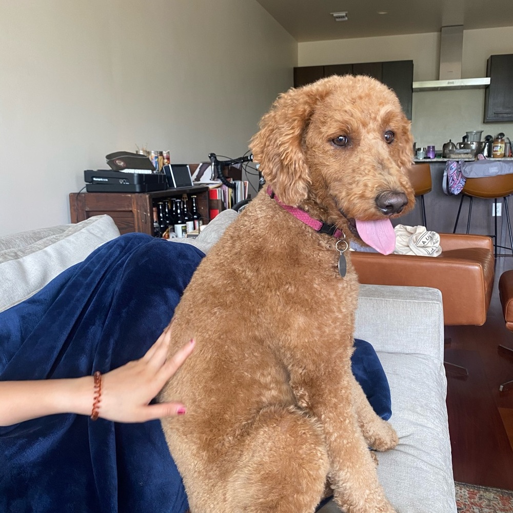 Meet your Posher, Patcharin